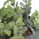 Plante artificielle en pot céramique bicolore D11cm - Gris vert