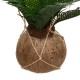 Palmier artificiel en pot coco à suspendre H50cm THE CUBA FACTORY - Vert